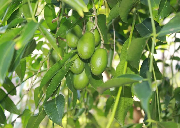 Takalau & Phan Thiết